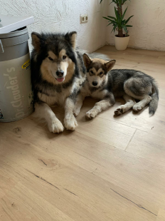Bilder in der Wohnung
