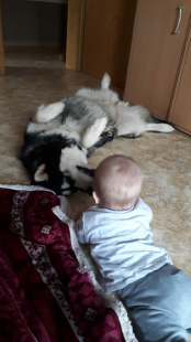 Bilder Hund u. Kind