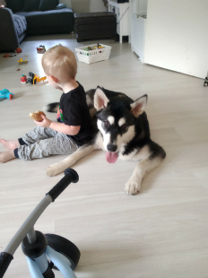 Bilder Hund u. Kind