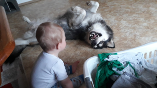 Bilder Hund u. Kind
