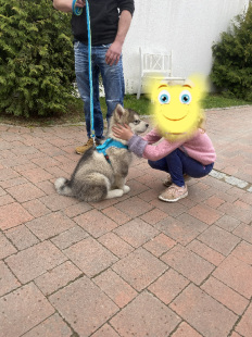 Bilder Hund u. Personen