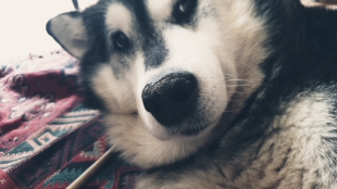 Bilder Hund u. Personen