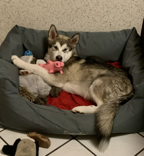 Bilder in der Wohnung
