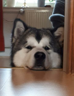 Bilder in der Wohnung