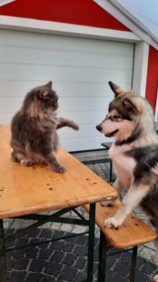 Bilder Hund u. Katze