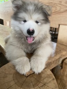 Jakito