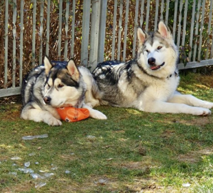 Bilder im Garten