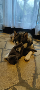 Bilder Hund u. Katze