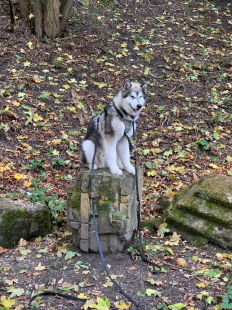 Bilder im Herbst