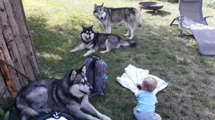 Bilder Hund u. Kind
