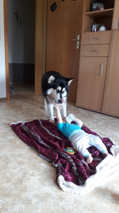 Bilder Hund u. Personen