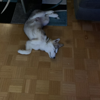 Yoga hält uns fit!