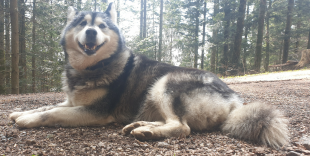 Bilder Hund u. Personen