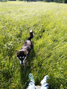Bilder Hund u. Personen