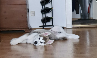 Bilder in der Wohnung