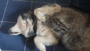Bilder Hund u. Personen