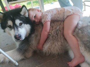 Bilder Hund u. Kind