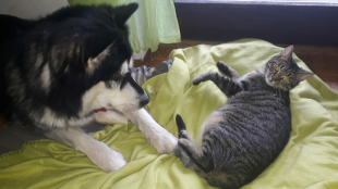 Bilder Hund u. Katze