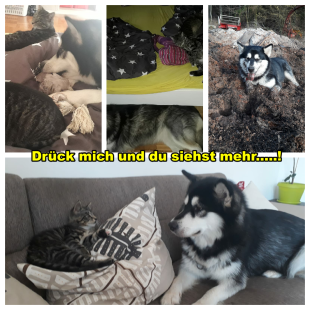 Bilder Hund u. Katze