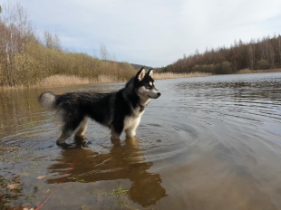 Bilder im/am Wasser