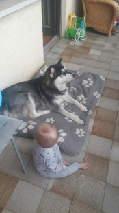 Bilder Hund u. Kind