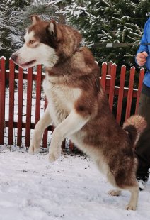 Borga