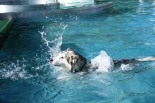 Bilder im/am Wasser