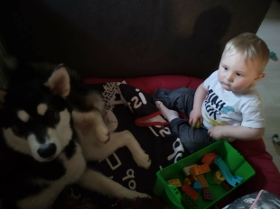 Bilder Hund u. Kind