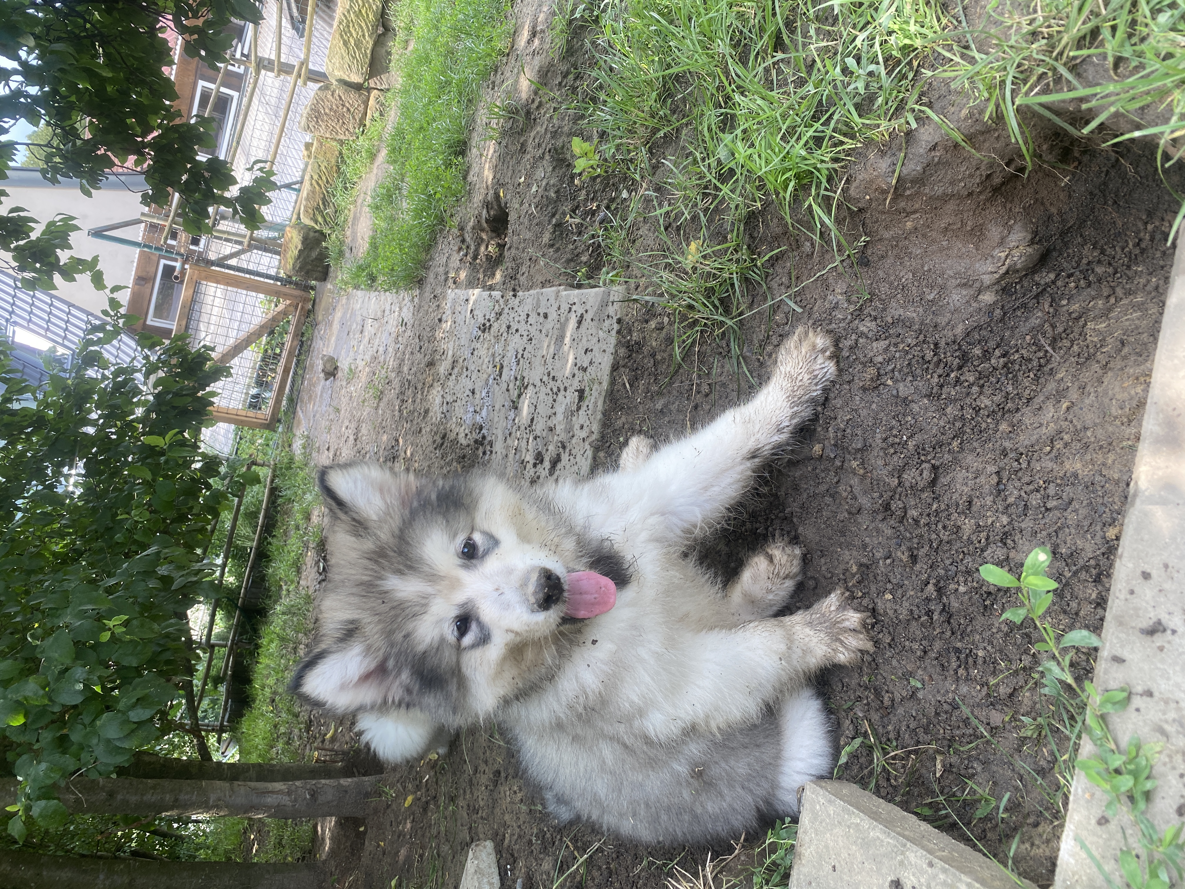 Jasko01