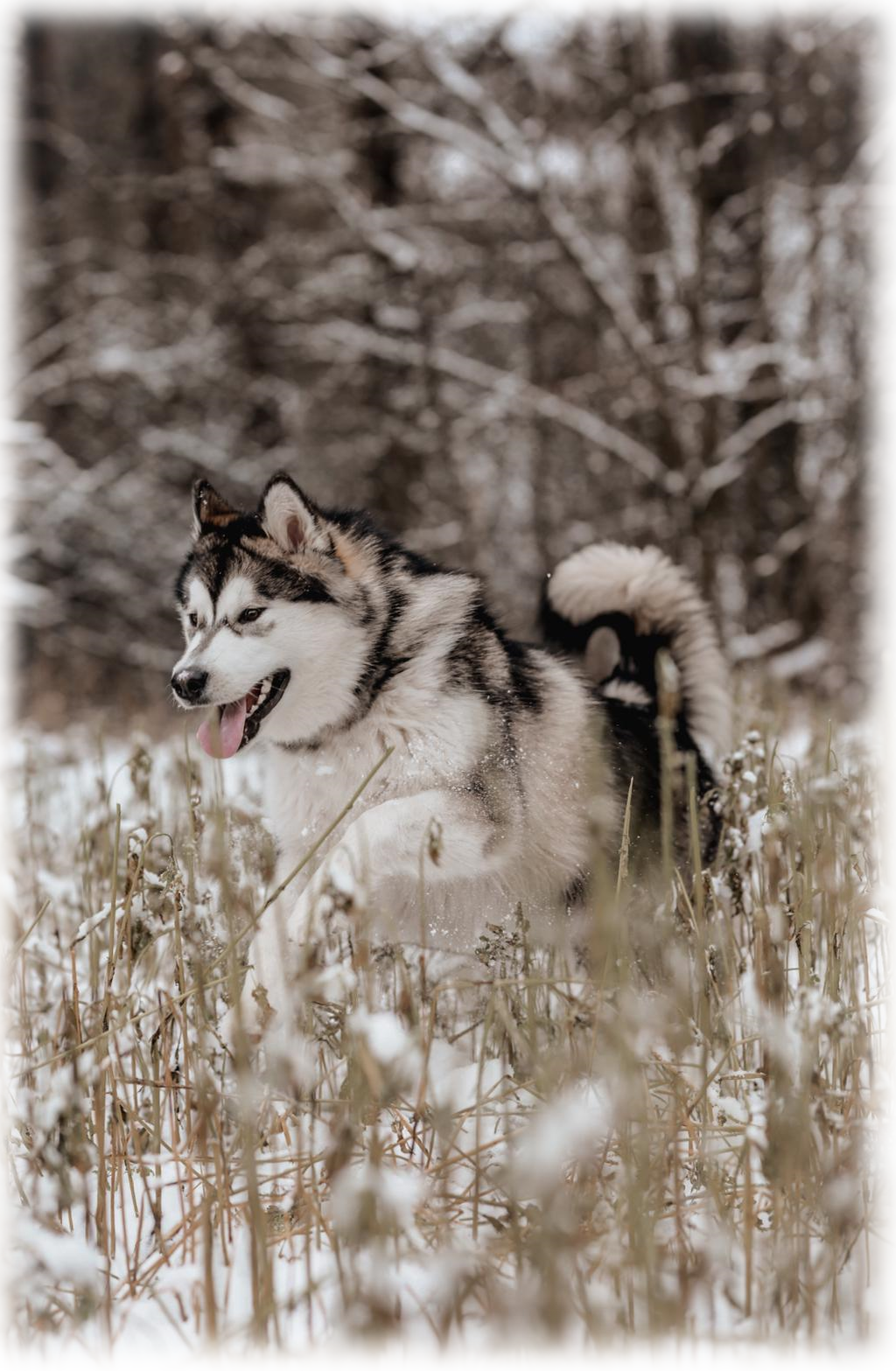 Der Alaskan Malamute2