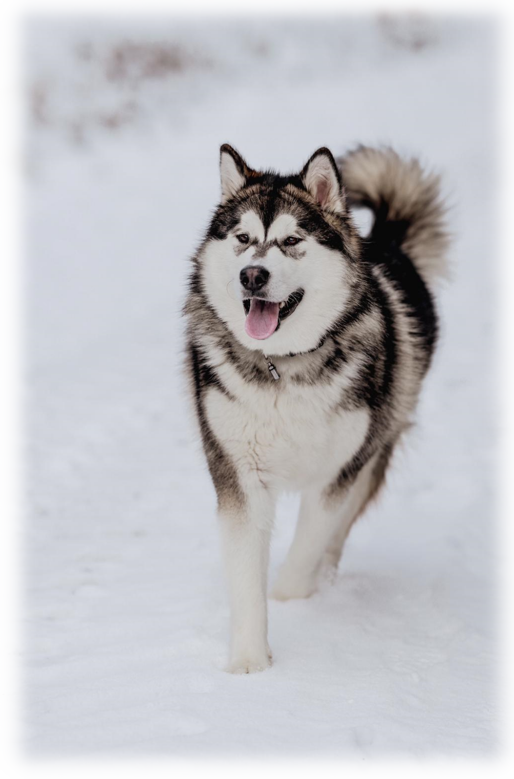 Der Alaskan Malamute3