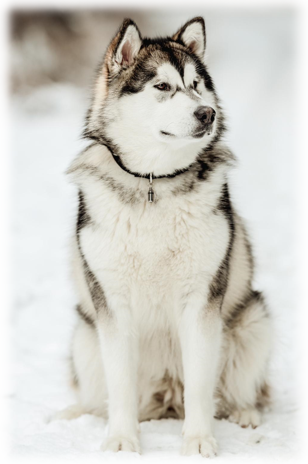 Der Alaskan Malamute4